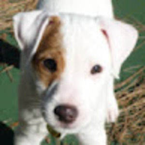 Meet your Posher, Meena